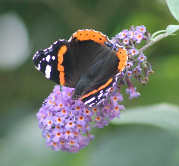 Een Atalanta op onze vlinderstruik