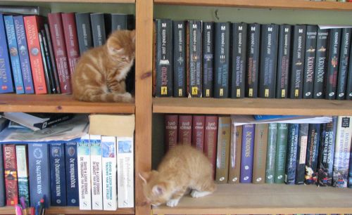 Kittens in de boekenkast