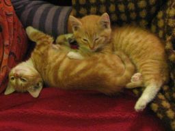 De nieuwe kittens (juli 2011)